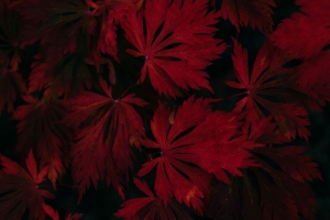 叶子 红色 黑色 深色 植物 4k壁纸 3840x2160