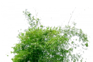 低矮树丛素材