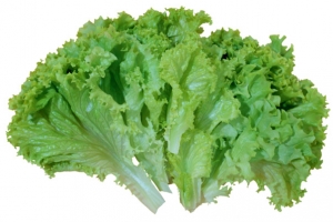 生菜，免扣元素