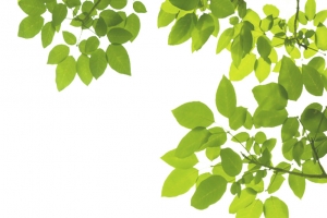 春天绿色树叶枝条图案