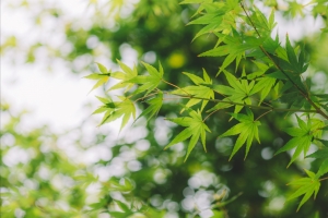 阳光清新树叶背景图片