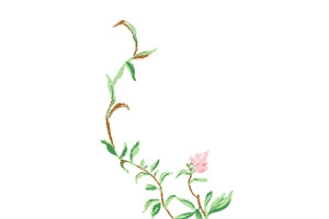 生长的花