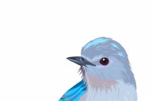 插画风清新小鸟