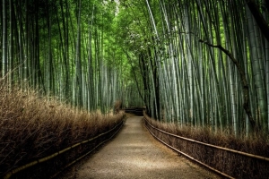 竹丛里的林荫小道