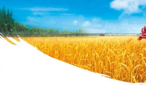 农业农作物小麦农收背景banner