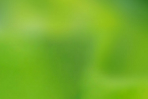 绿色发芽的小苗