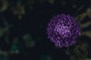 紫苑 花 紫色 开花 4k壁纸 3840x2160