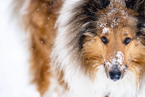 牧羊犬 狗 宠物 雪地 4k壁纸 3840x2160