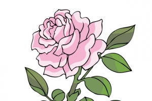 粉色月季花