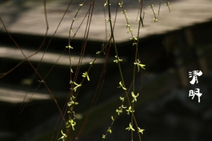 春天 四月 清明节 青团 海报 背景31