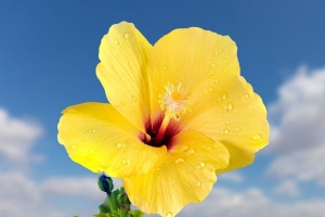 木槿 花瓣 水滴 花 黄色 宏观 4k壁纸 3840x2160