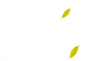 绿色清新树叶漂浮素材