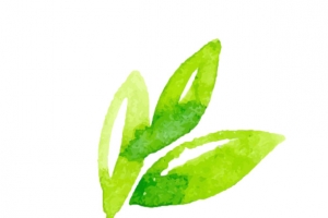 环保水彩小绿叶茶叶