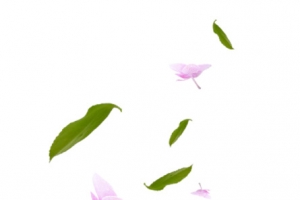 花瓣绿叶 散落png素材
