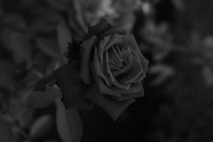 玫瑰 花 黑白 植物 4k壁纸 3840x2160