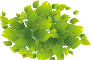 桑叶绿叶图案高清PNG透明植物装饰元素设计素材免费下载