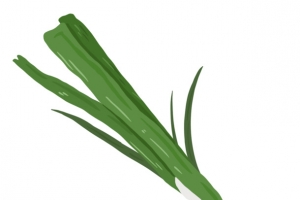 蔬菜绿色大葱插画