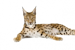 山猫图片