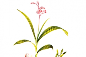 白芨