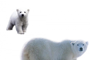 北极熊高清PNG透明装饰元素动物设计素材免费下载