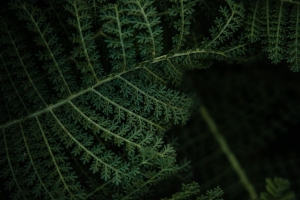 蕨类 植物 叶子 宏 绿色 4k壁纸 3840x2160