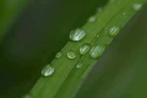 叶子 植物 滴 湿 宏观 绿色 4k壁纸 3840x2160