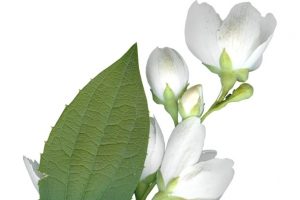 茉莉花