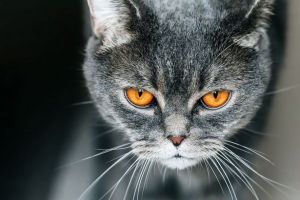 猫 英国 灰色 宠物 4k壁纸 3840x2160