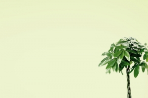 家居室内地板墙面植物主图