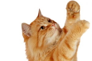 站立的黄毛猫咪实物图