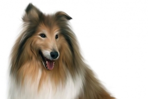 手绘狐狸犬