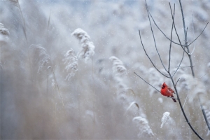 冬天雪景自然风景
