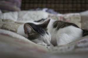 睡觉的猫4K壁纸