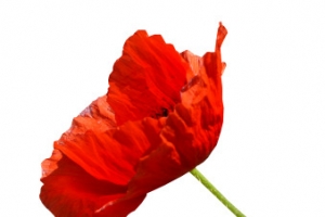 大红色的花 PNG