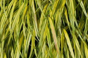 灌木 树叶 植物 宏观 绿色 4k壁纸 3840x2160