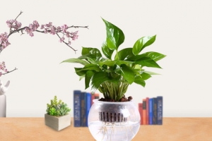 简约桌面台灯书绿萝多肉绿植banner