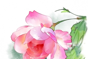 手绘水彩粉色玫瑰