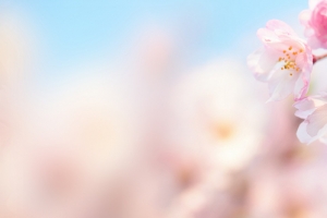 唯美桃花背景素材