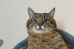  stepan 猫stepan 宠物 一瞥 姿势 有趣的 4k壁纸 3840x2160