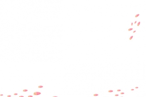 粉色花瓣