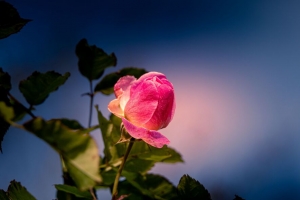 玫瑰 花蕾 花瓣 叶子 花 粉红色 4k壁纸 3840x2160