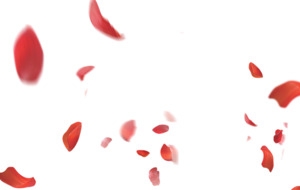 花瓣