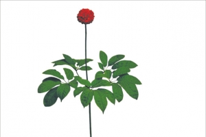 三七