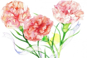 康乃馨手绘粉色