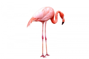 火烈鸟