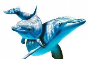 蓝色海洋海豚海洋生物