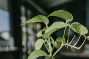 植物 茎 叶 花瓶 装饰 4k壁纸 3840x2160
