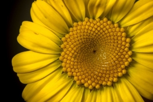 花 花瓣 黄色 明亮 宏观 4k壁纸 3840x2160