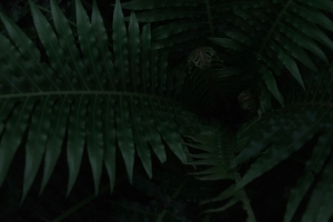 蕨类 植物 叶子 深色 绿色 4k壁纸 3840x2160