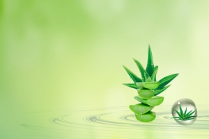 护肤品清新芦荟背景banner